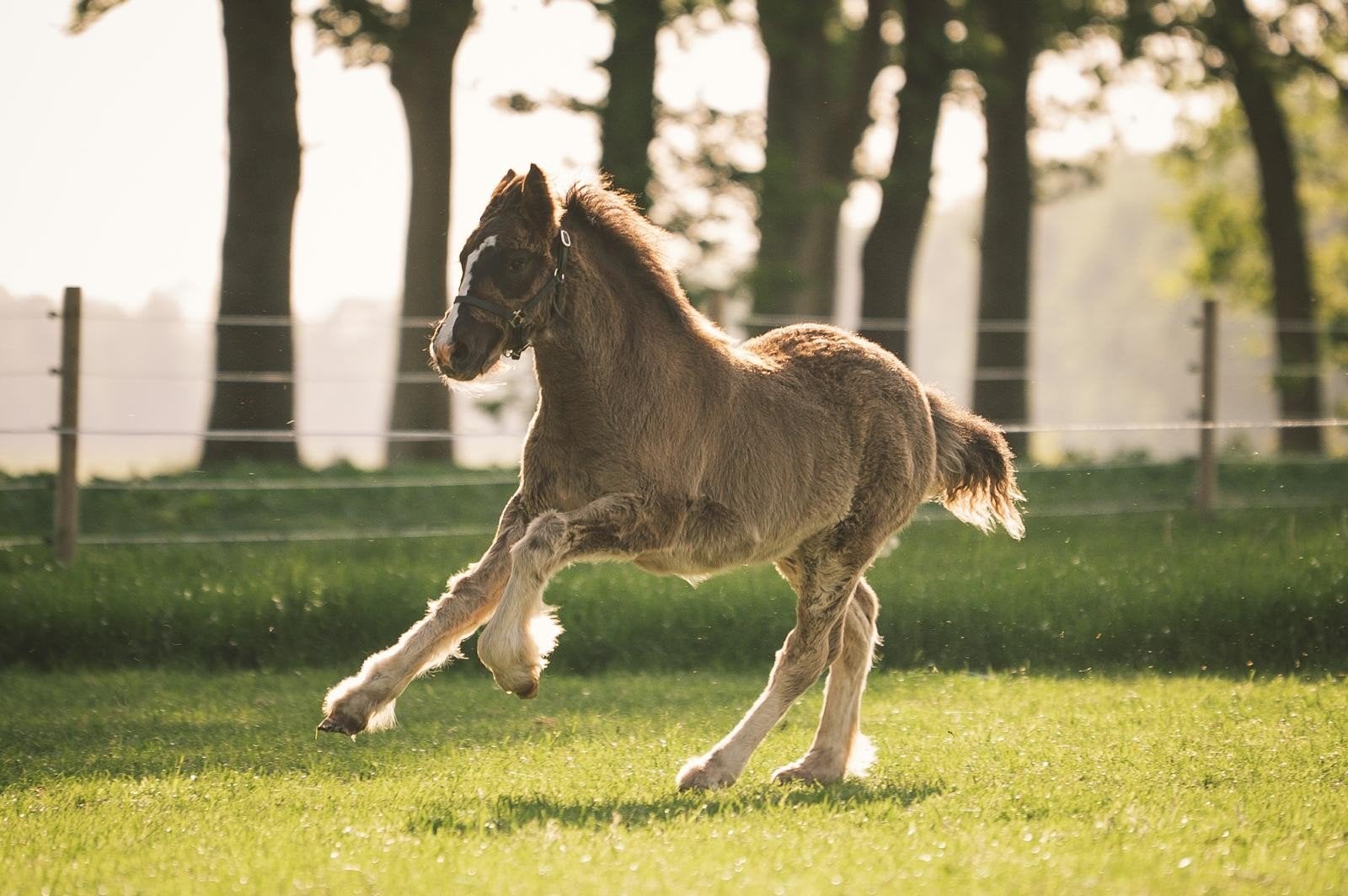 Jillz zoekt gouden huisje, Dieren en Toebehoren, Pony's, Merrie, 0 tot 2 jaar