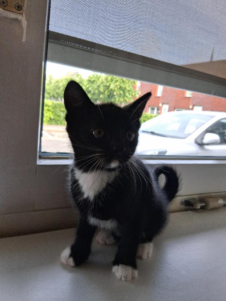 Super lieve kittens, Dieren en Toebehoren, Meerdere dieren, Ontwormd, 0 tot 2 jaar