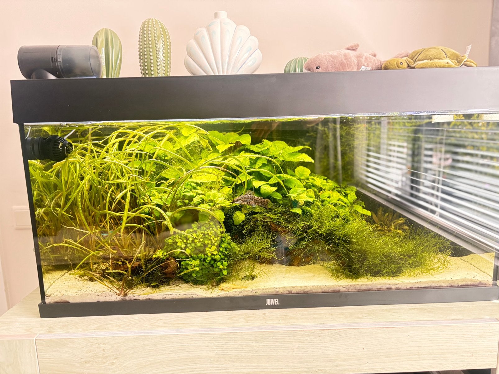 Aquarium, Ophalen, Zo goed als nieuw, Leeg aquarium