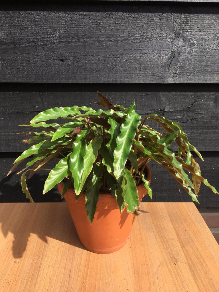 Kamerplant Calathea rufibarba, Ophalen, Overige soorten, Halfschaduw, In pot