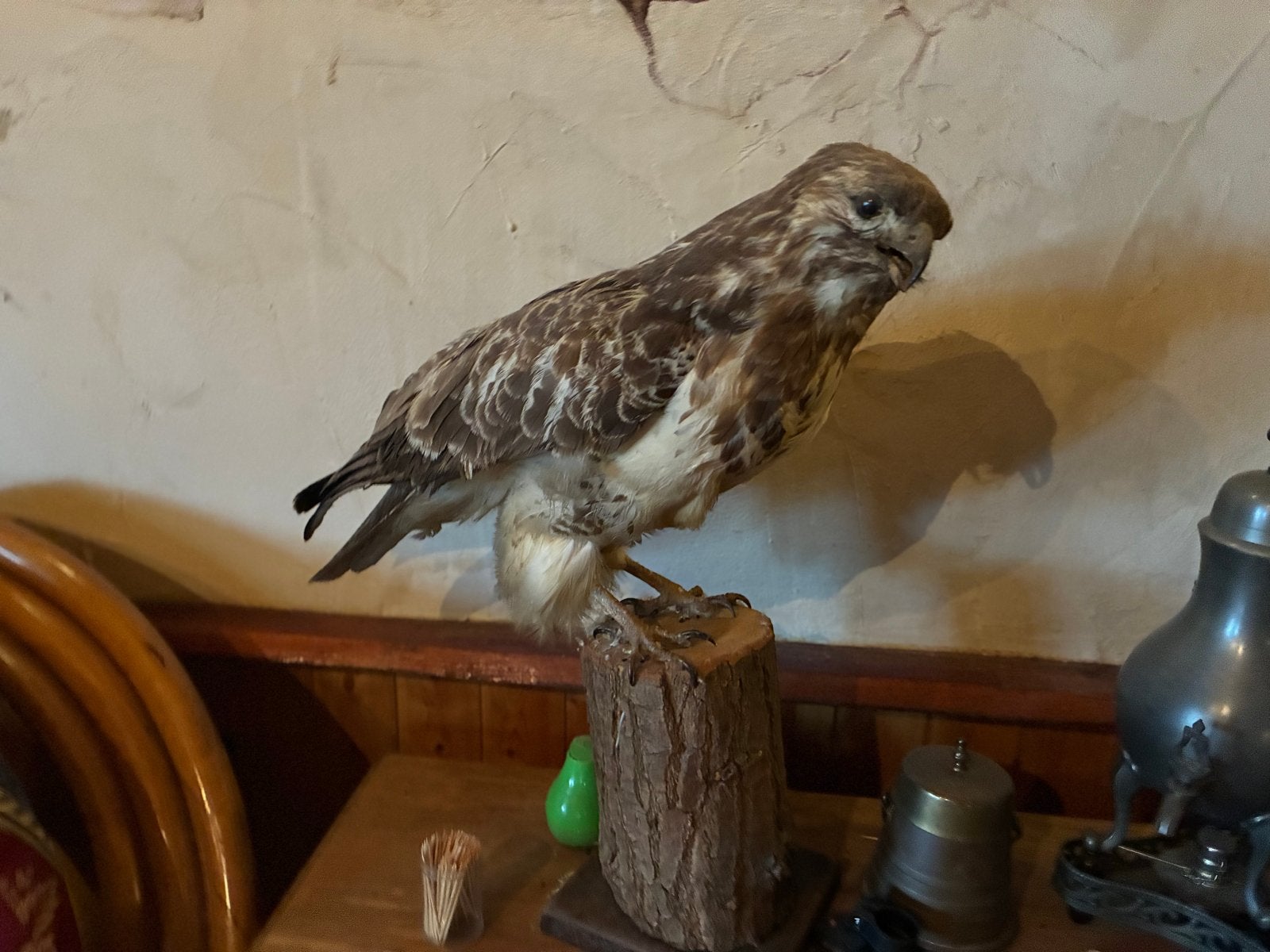 Opgezette Buizerd - Decoratief en Uniek, Ophalen