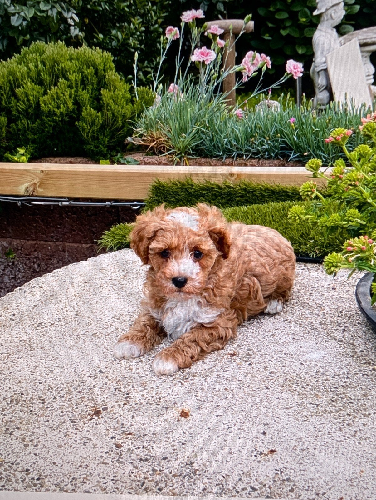 Maltipoo, Parvo, Overige rassen, 8 tot 15 weken, Meerdere
