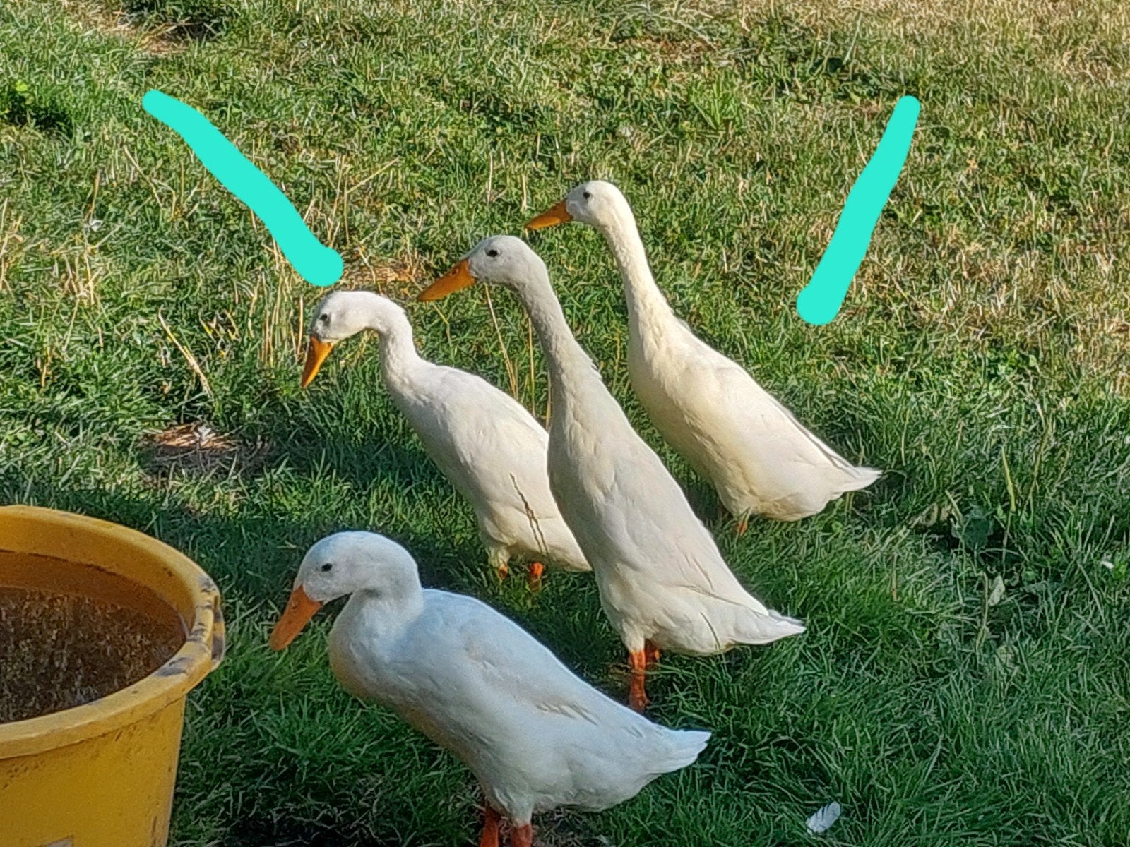 Twee witte Indische loopeend woerden, Dieren en Toebehoren, Mannelijk, Eend