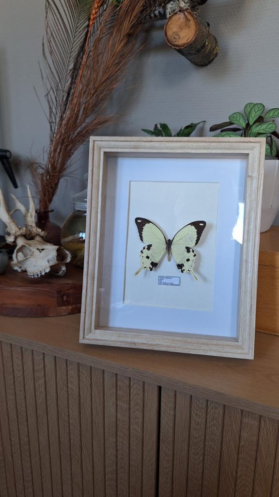 Opgezette vlinder in lijst, Ophalen of Verzenden, Nieuw, Insect, Opgezet dier