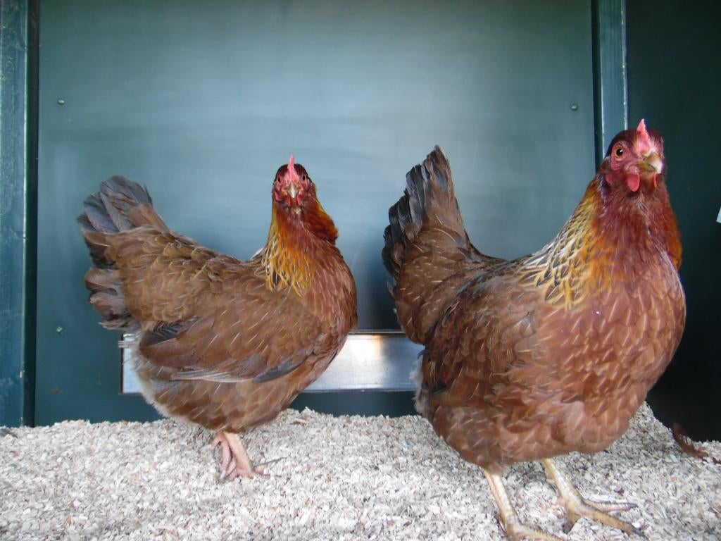 Welsumer kriel kippen | Goede leggers | Kleine kippen, Dieren en Toebehoren, Pluimvee, Meerdere dieren, Kip