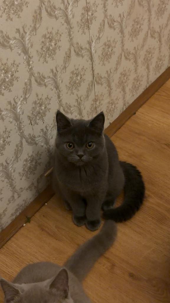 Donker grijze/blauw Britse Korthaar kater 6.5m, Poes, Ontwormd, 0 tot 2 jaar