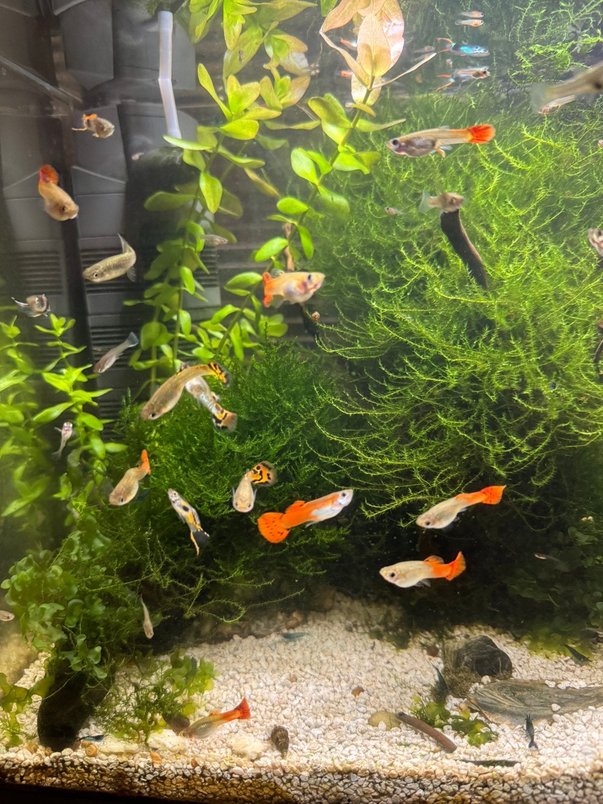 Grote groep guppen, Vis, Zoetwatervis