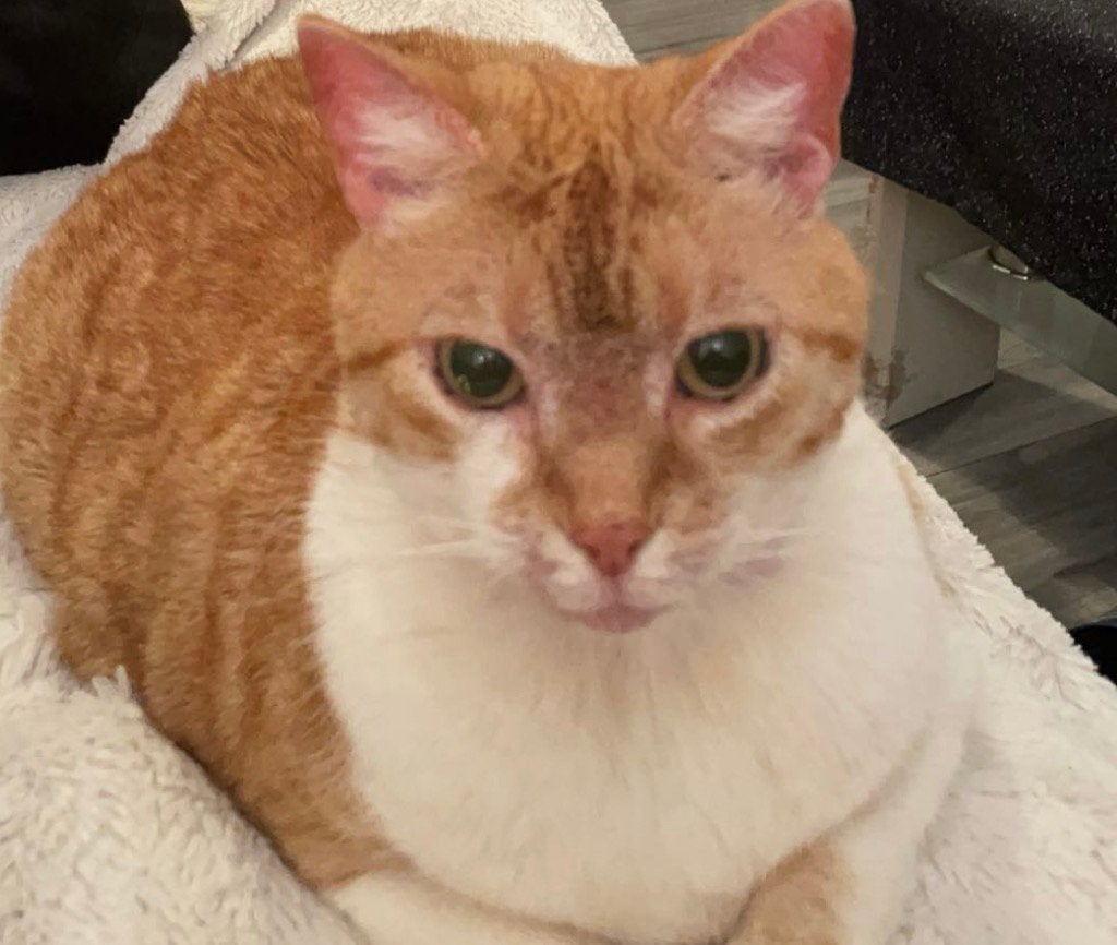 Lieve rode poes, Poes