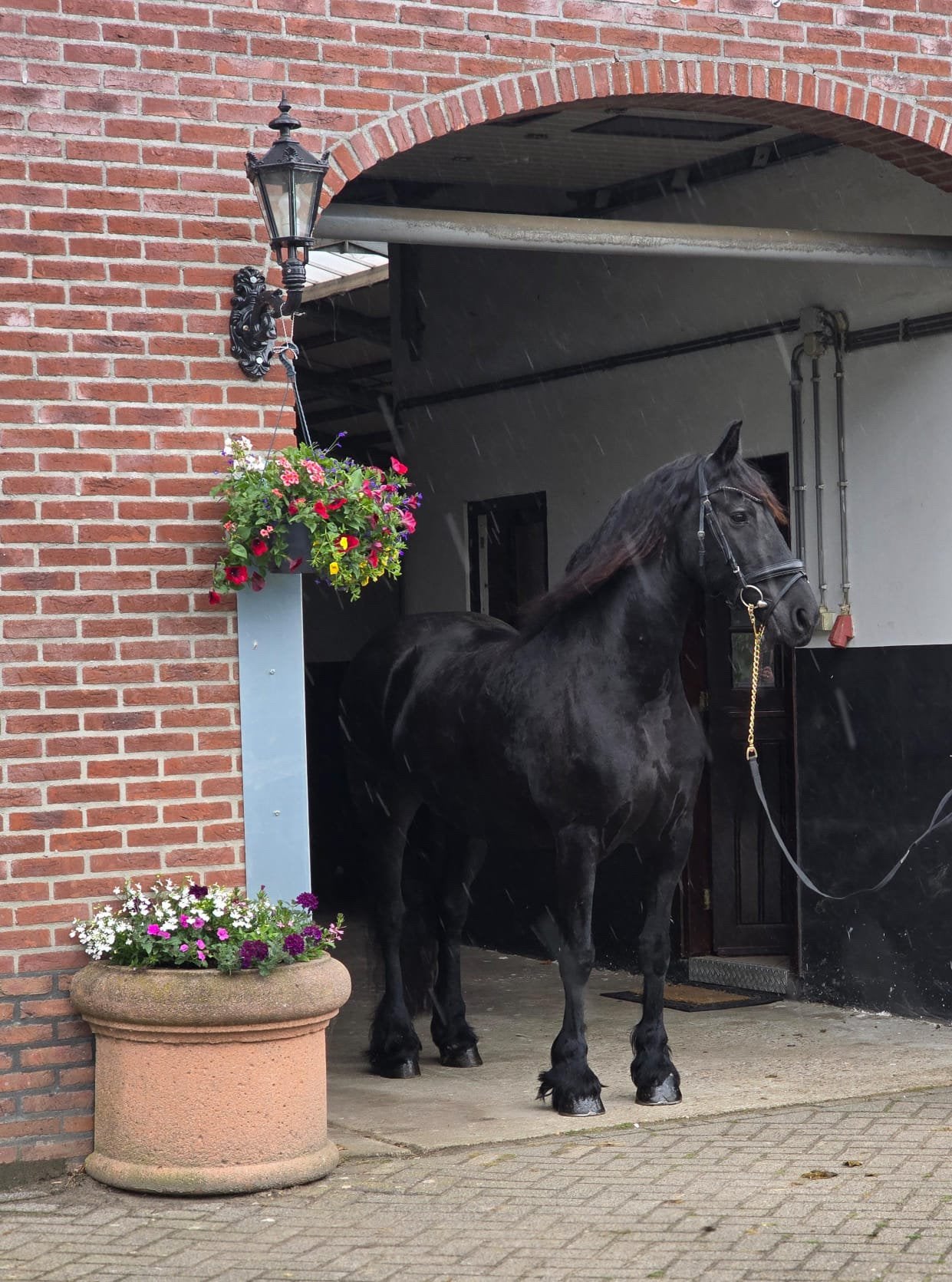 XXL Friese merrie, Merrie, Met stamboom, B, 160 tot 165 cm