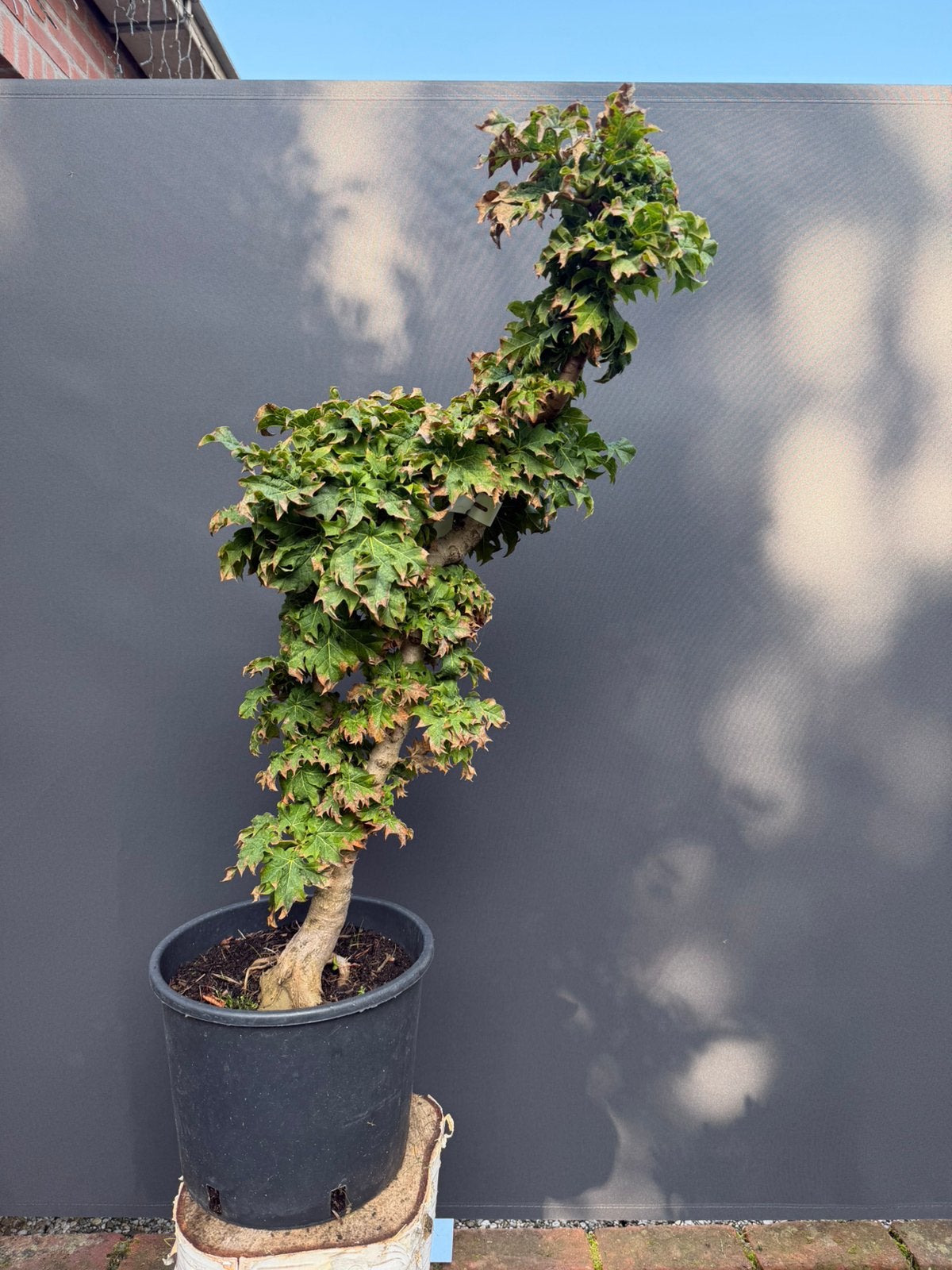 Acer cultivar bonsai, Tuin en Terras, Ophalen, Bloeit niet, Halfschaduw, Overige soorten