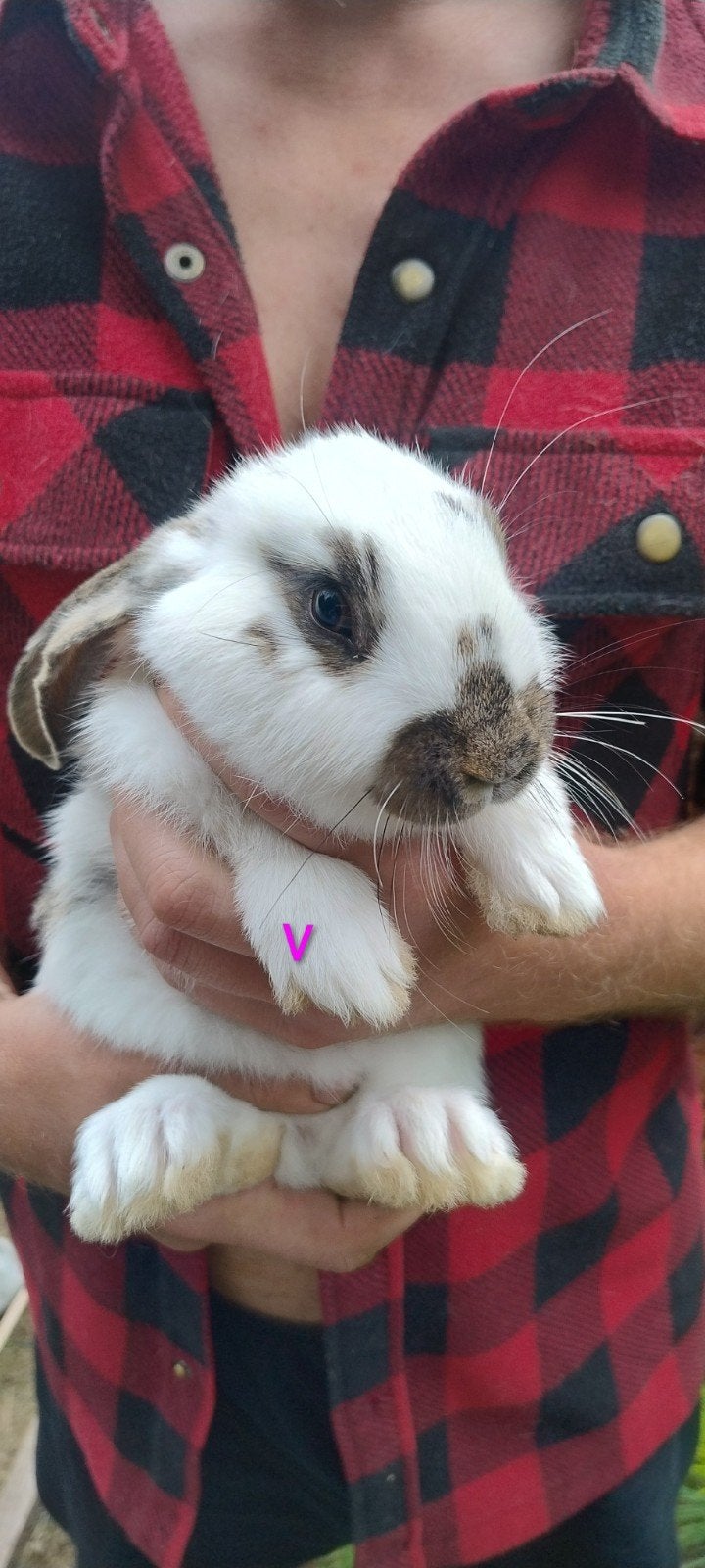 Lotharingen x Vlaamse reus jonkies, Dieren en Toebehoren, Konijnen, Meerdere dieren, Groot, 0 tot 2 jaar
