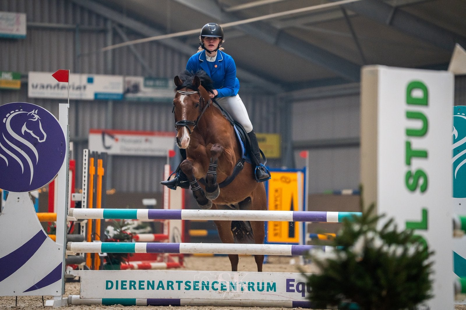 Betrouwbare en veelzijdige E pony, klein paard, E pony (1.48m - 1.57m), Met stamboom, Ruin, Springpony