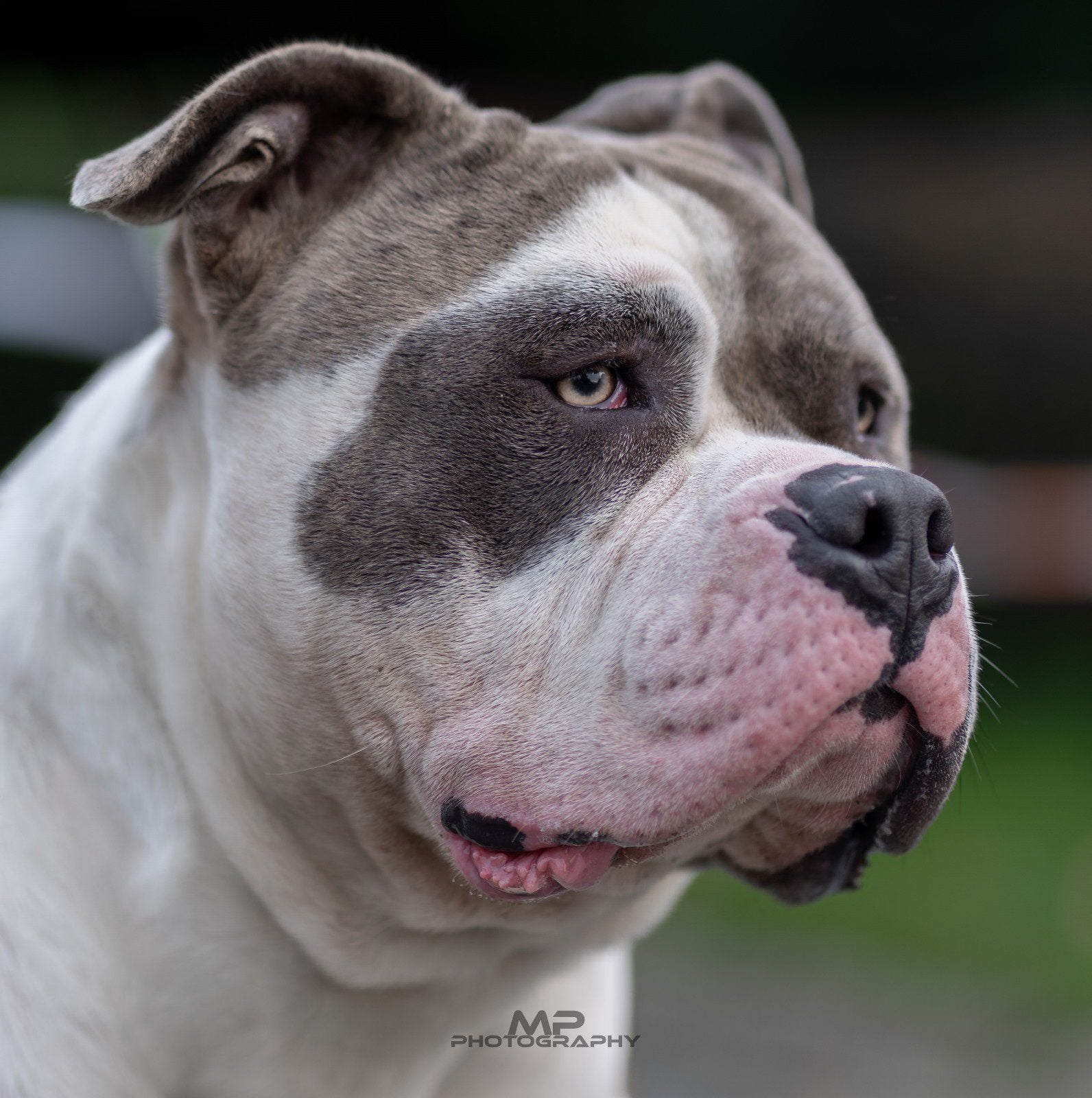 American Bully XL en pocket Dekreu Merle Tricolor, België, Fokker | Hobbymatig, Reu, 1 tot 2 jaar