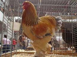 Grote haan! BRAHMA HAAN, Dieren en Toebehoren, Pluimvee, Mannelijk, Kip