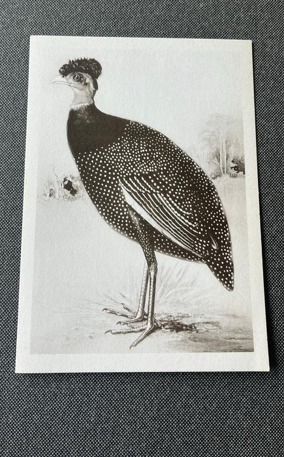 Kuifparelhoen, Ophalen of Verzenden, 1940 tot 1960, Ongelopen, Vogel