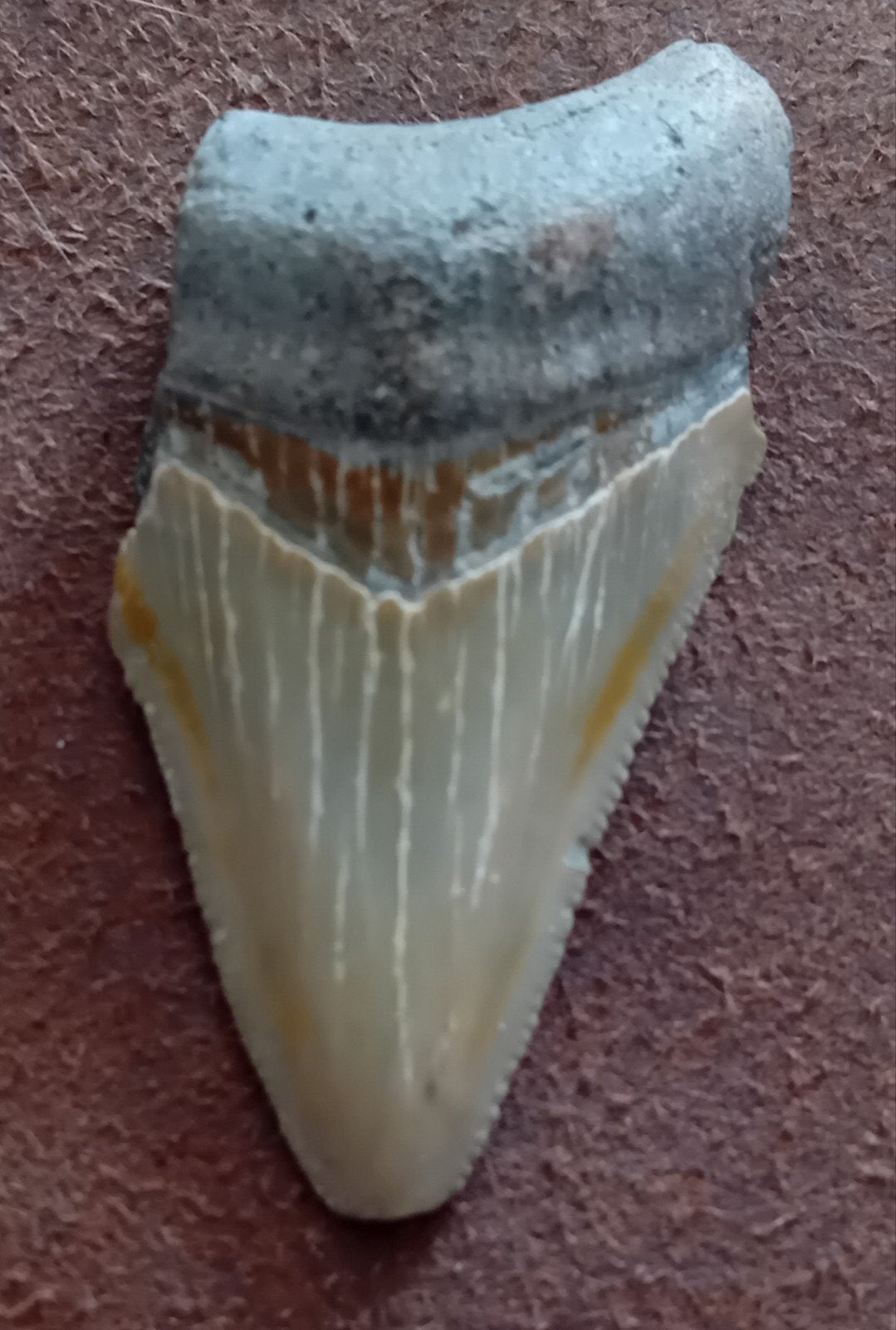 Megalodon tand 5.6cm, Verzamelen, Ophalen of Verzenden, Fossiel