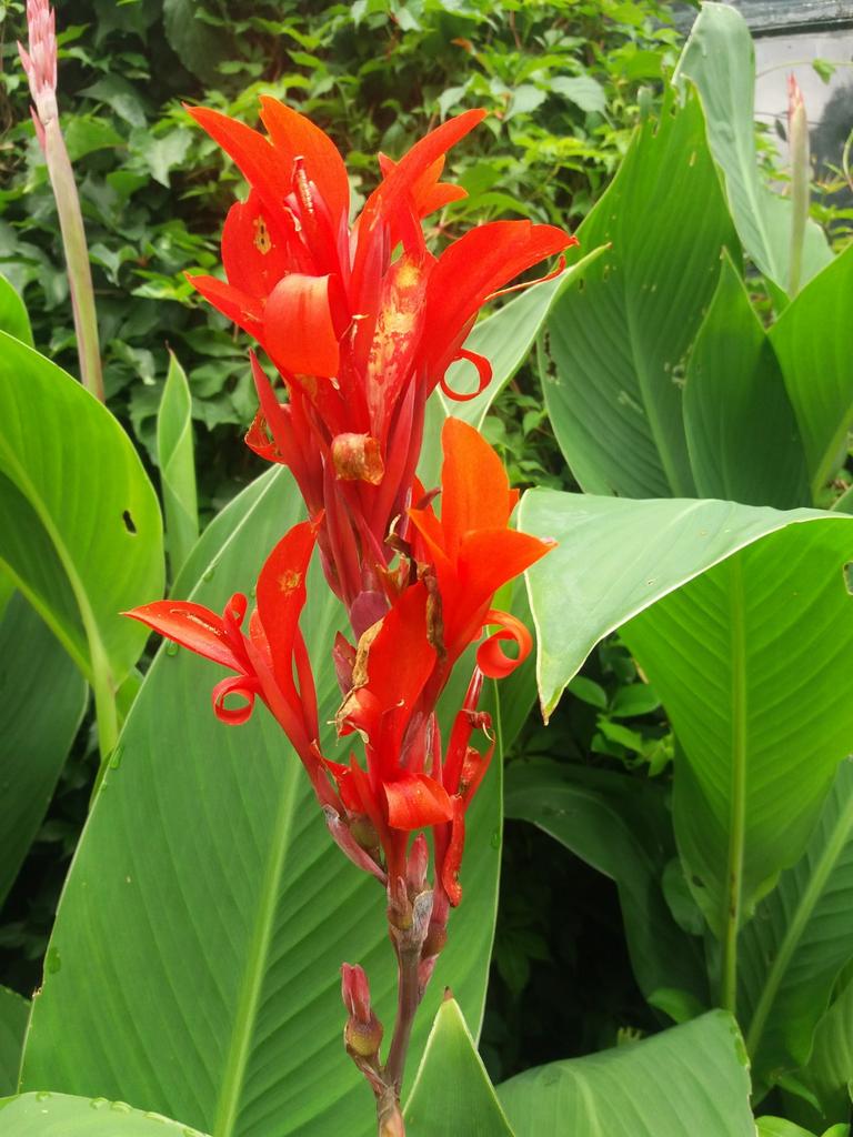 canna knollen rood of stekken biologisch geteeld, Tuin en Terras, Bloembollen en Zaden, Ophalen, Voorjaar, Volle zon, Knol