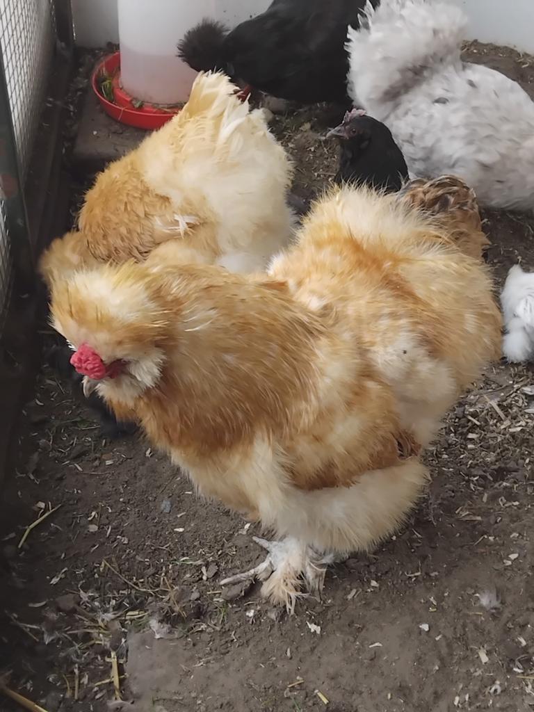 Zijdehoen haan, Dieren en Toebehoren, Pluimvee, Mannelijk, Kip