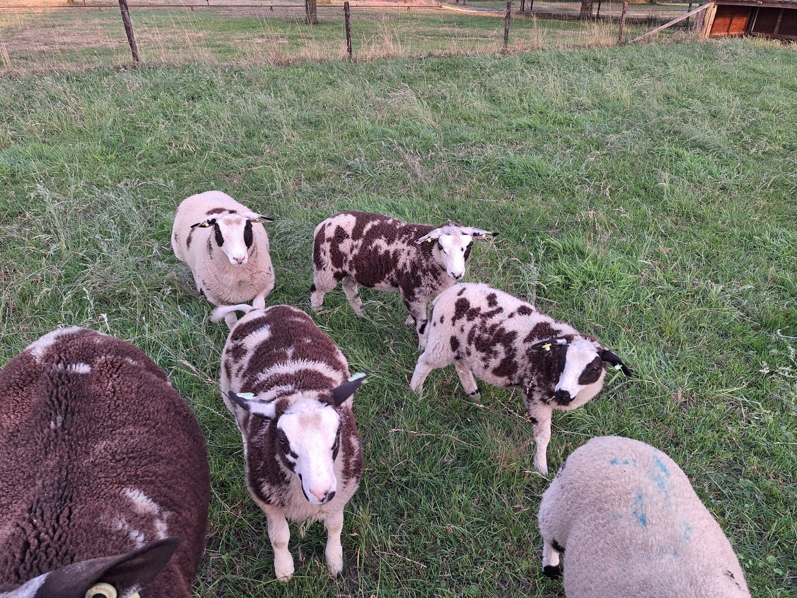 Bonte ramlammeren, Dieren en Toebehoren