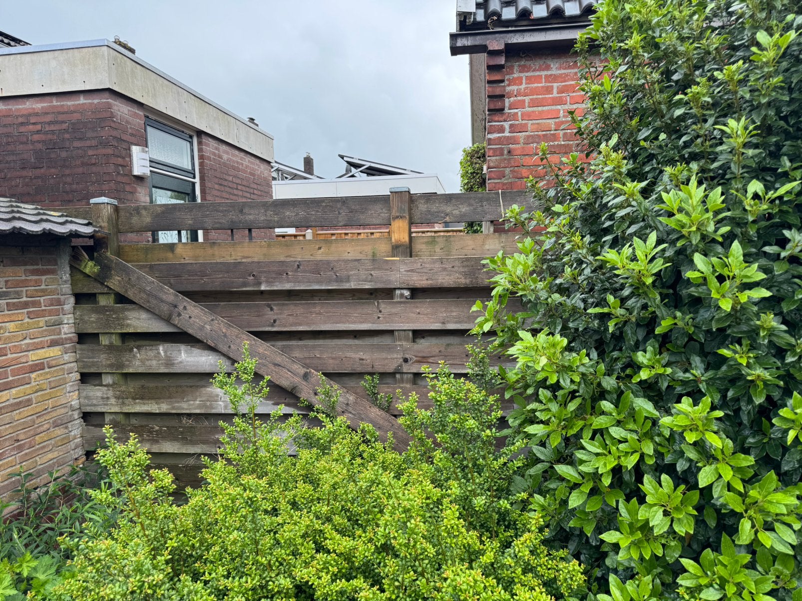 Planten boom divers lavandel vlinder struik, Tuin en Terras, Planten | Struiken en Hagen, Ophalen, Overige soorten, Struik, Minder dan 100 cm