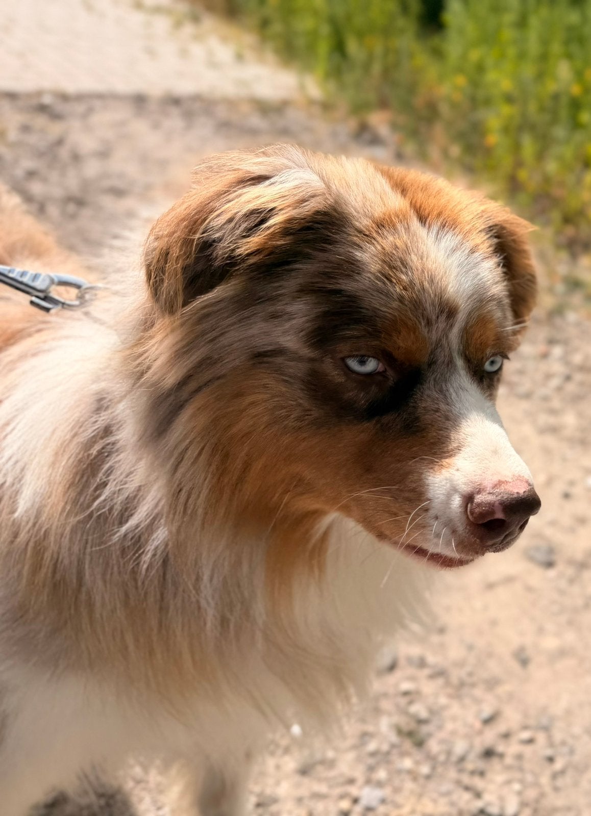 Lieve Australian Shepherd dekreu, Reu, Parvo, Eén hond, 3 tot 5 jaar