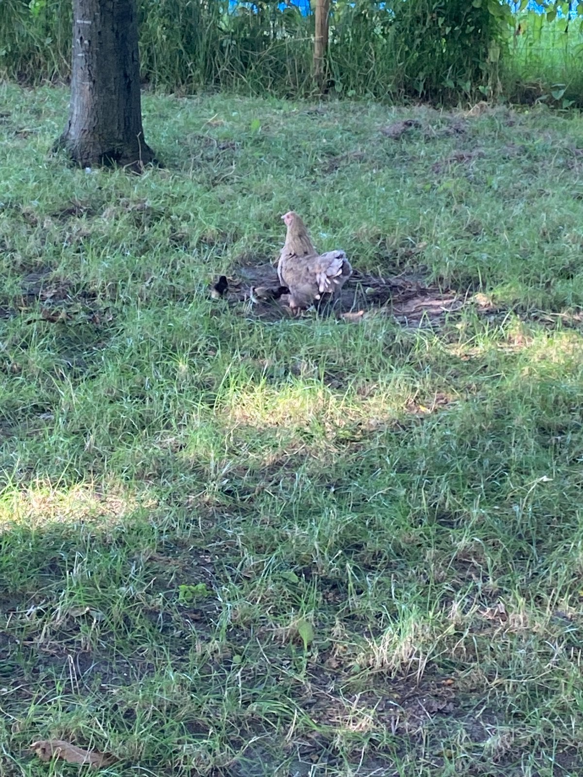 Mooie kip met 2 kuikentjes, Dieren en Toebehoren, Meerdere dieren, Kip
