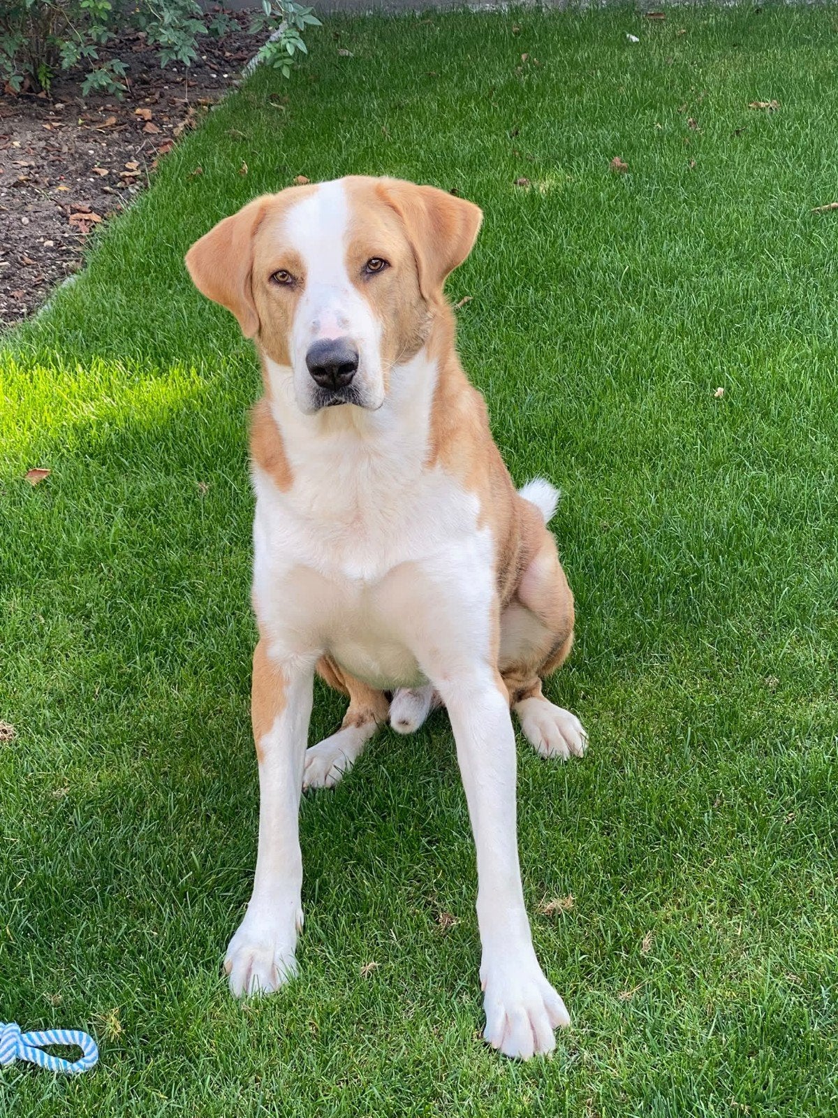 Big zoekt zijn forever home  spoed!!, Reu, 1 tot 2 jaar, Groot, Eén hond