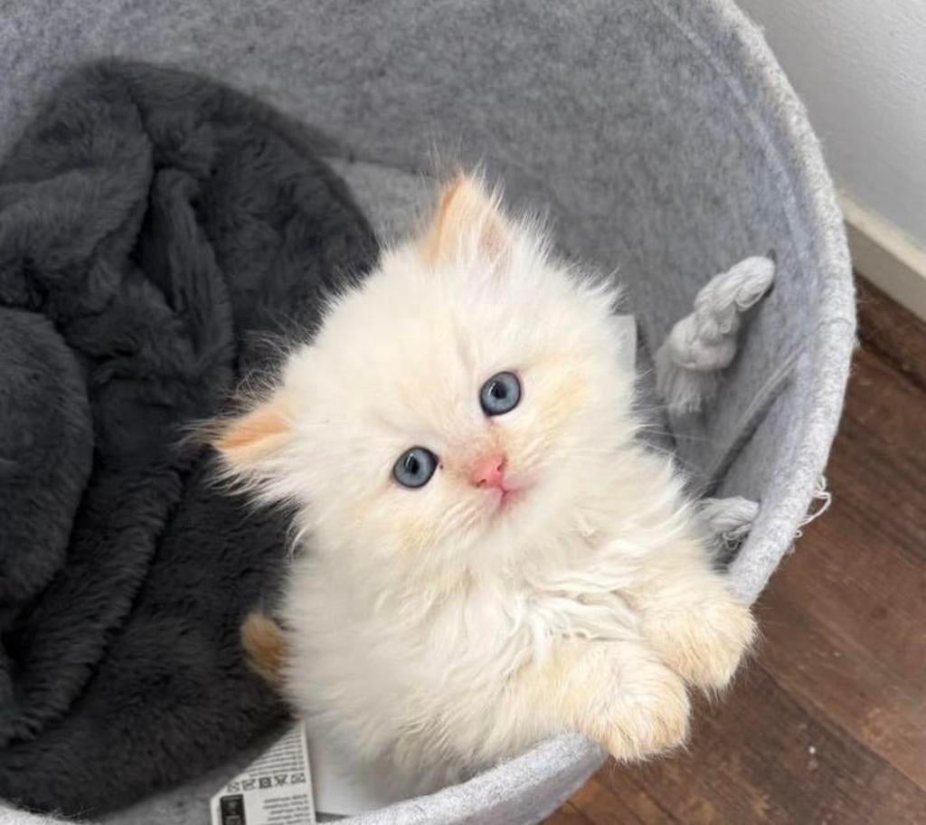Perzische kitten, Uniek gekleurd met blauwe ogen!, Dieren en Toebehoren, Katten en Kittens | Raskatten | Langhaar, Kater
