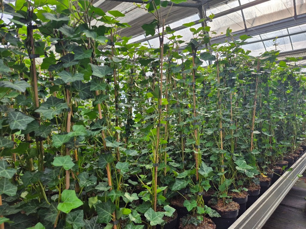 Topkwaliteit Hedera hibernica (klimop) in diverse maten., Ophalen, Volle zon, Vaste plant, Bloeit niet