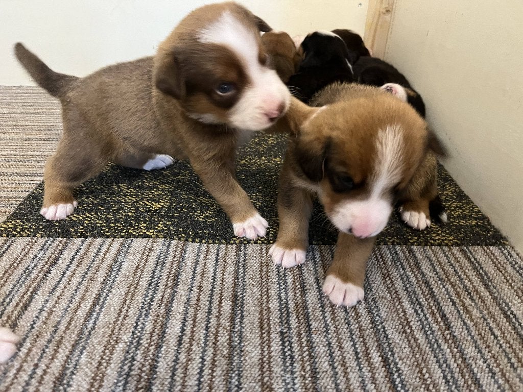 Entlebucher Sennenhond pups, 8 tot 15 weken, Parvo, Meerdere dieren, Eén hond