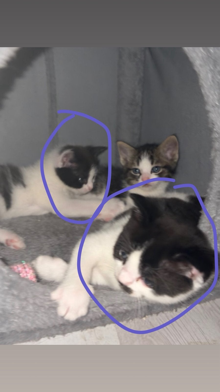 Kittens!, Dieren en Toebehoren, Katten en Kittens | Overige Katten