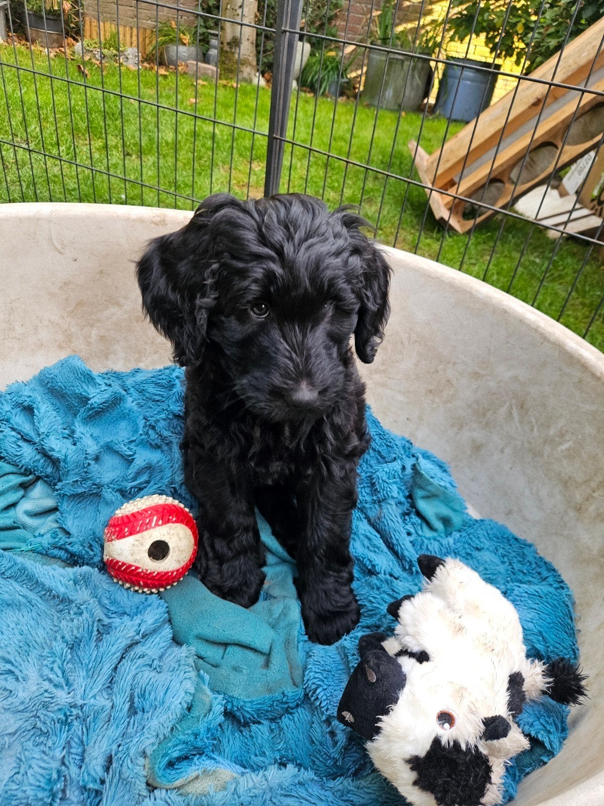 Labradoodle puppies F4 zwart/donkerbruin, Overige rassen, CDV (hondenziekte), 8 tot 15 weken, Meerdere