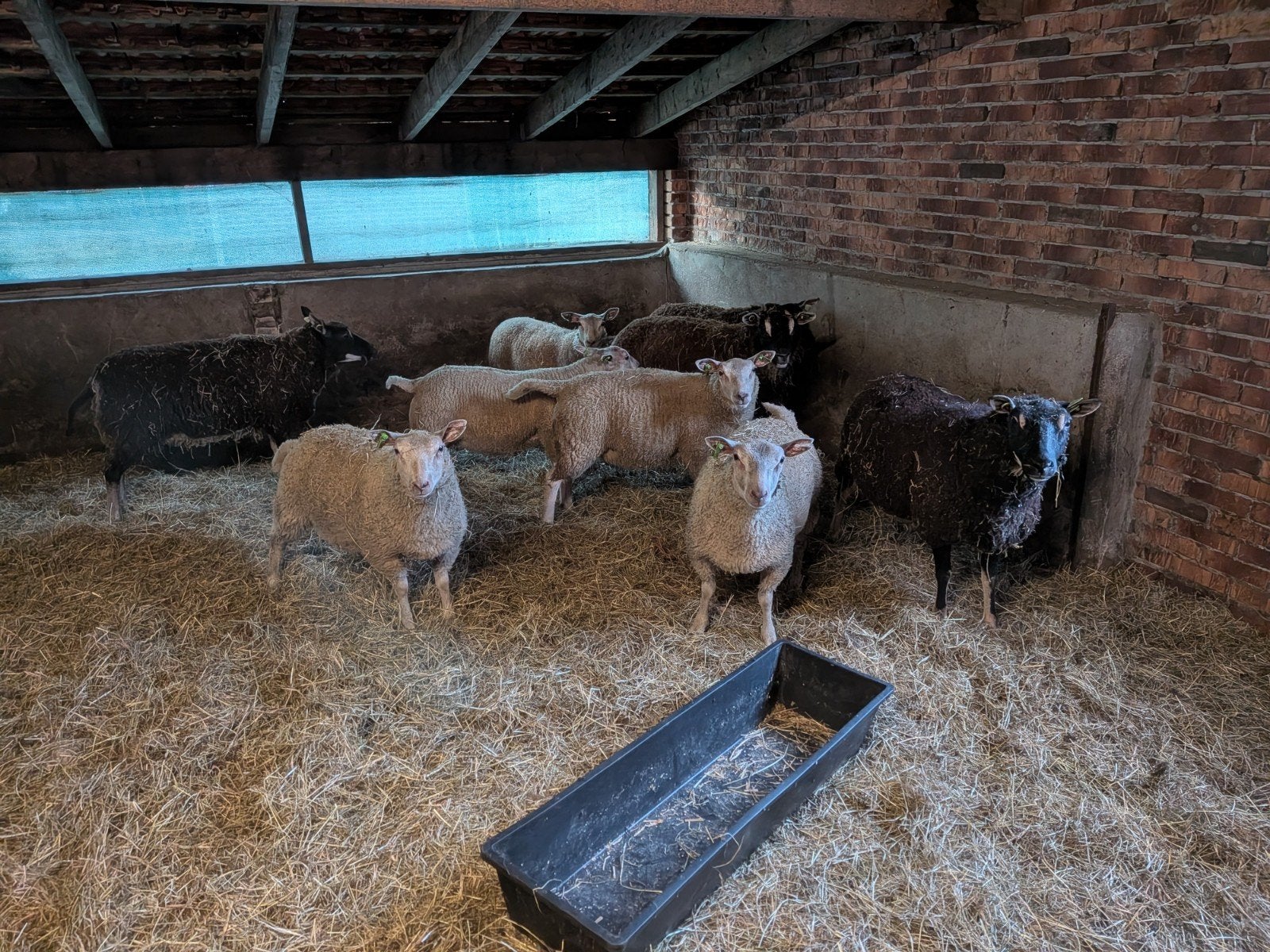 4 schapen met 5 lammeren, Meerdere dieren, Schaap