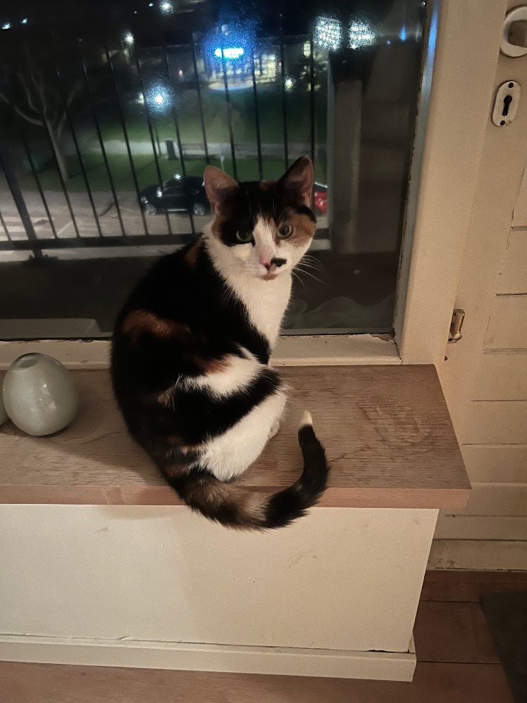 Allerliefste lappenkat zoekt een niet rokende baasje, Poes, 6 jaar of ouder