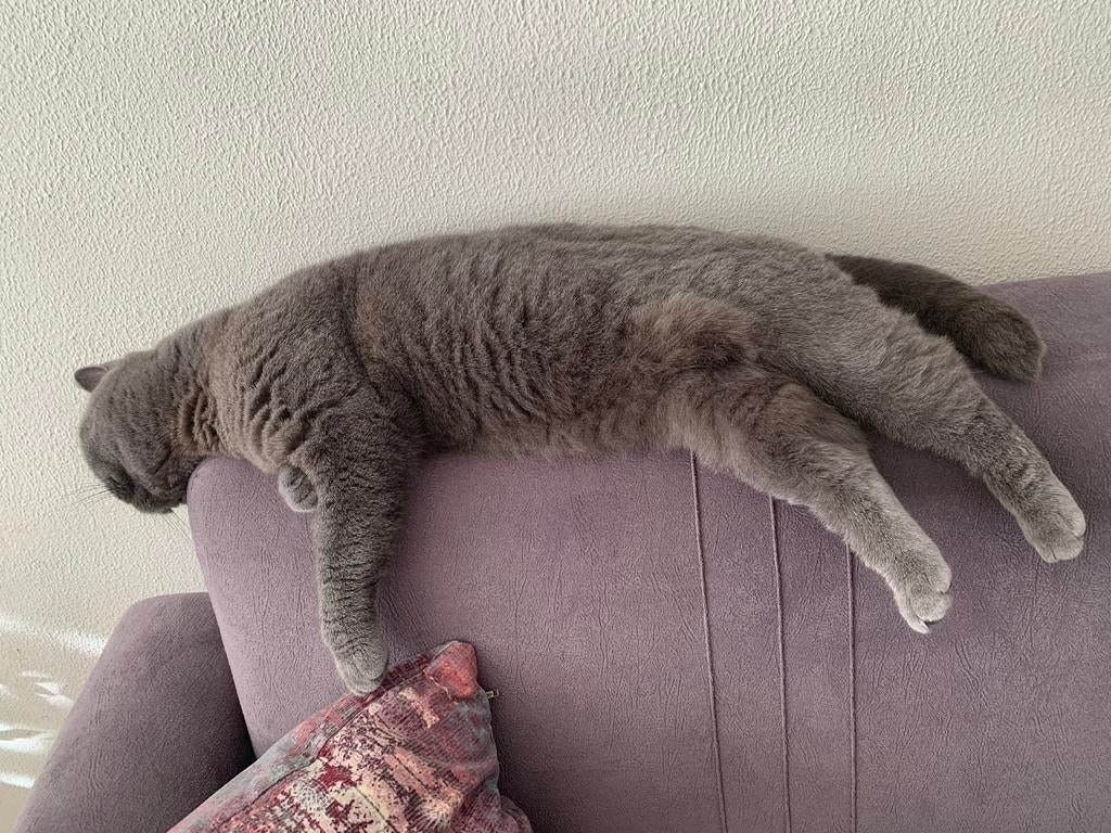 Kattenoppas in Rotterdam, Ophalen of Verzenden, Zo goed als nieuw