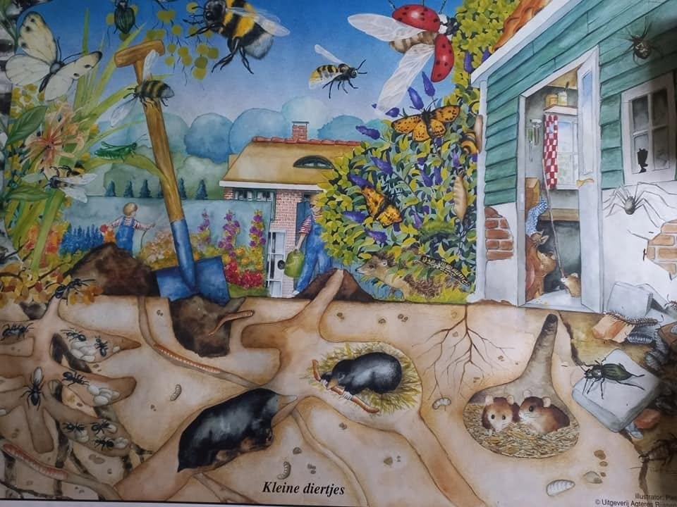 Vintage schoolplaten van Pieter Klomp, Ophalen, Natuur en Biologie