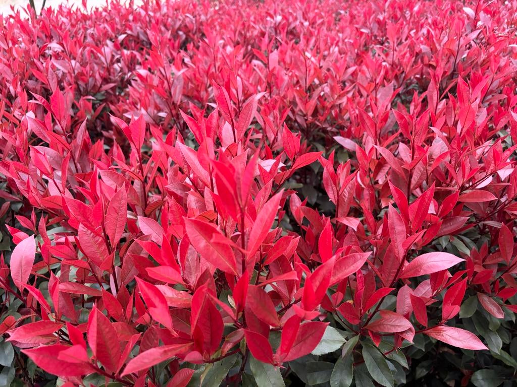 Photinia fraseri 'Carré Rouge', Tuin en Terras, Overige soorten, Volle zon, Vaste plant, Ophalen of Verzenden