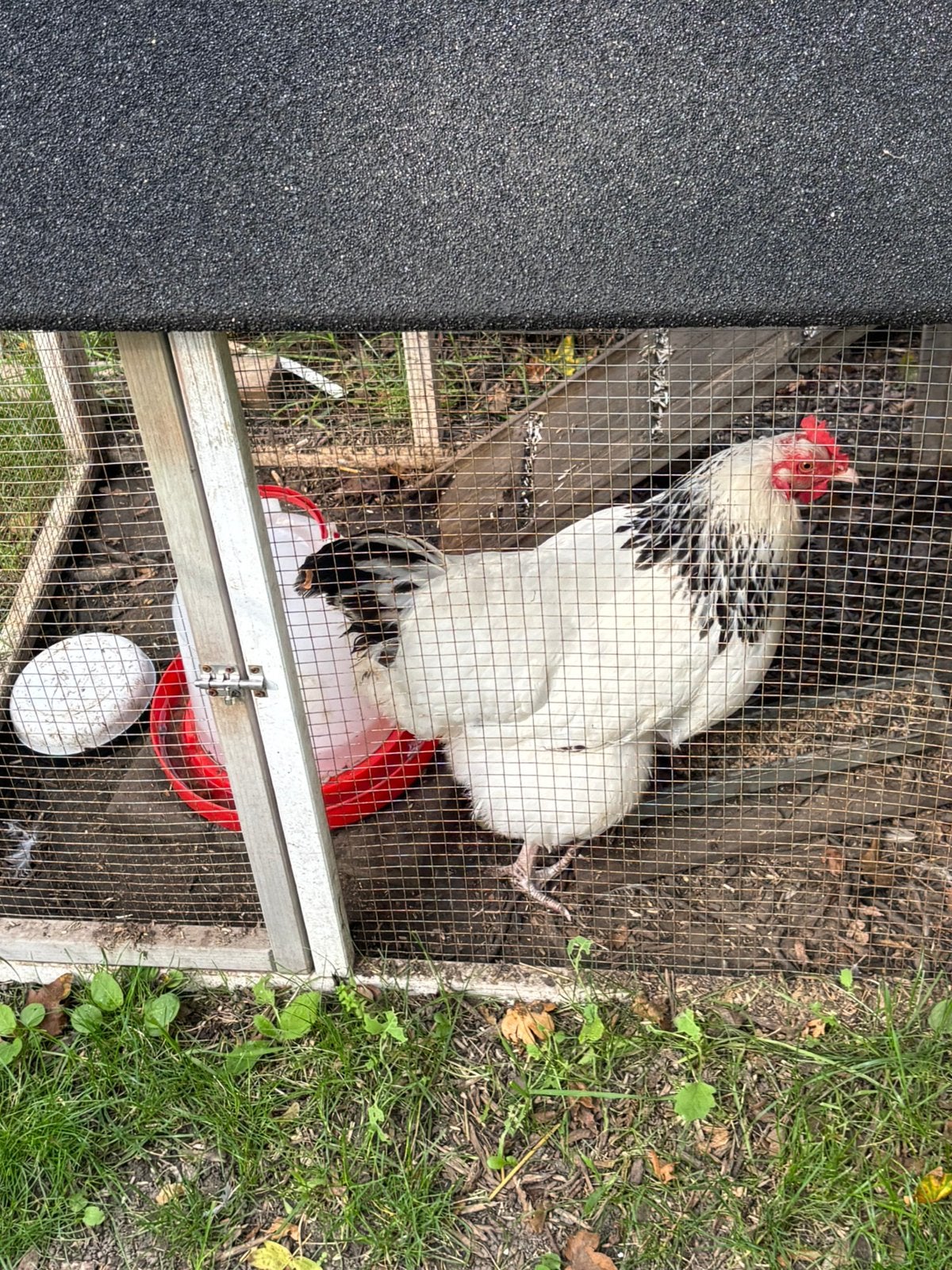 Sussex columbia hen, Dieren en Toebehoren, Vrouwelijk, Kip