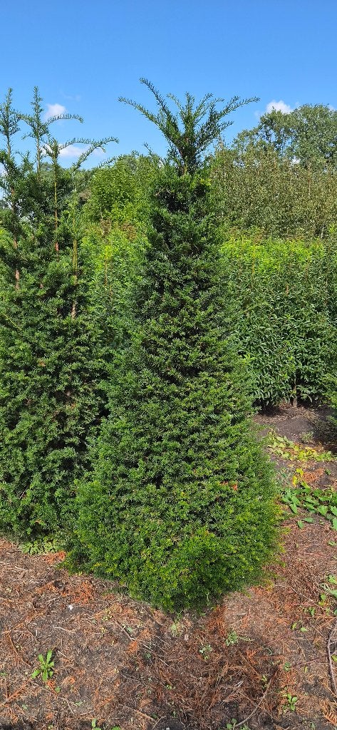 Taxus beccata 70cm - 200cm (midden-eind Oktober), Ophalen, Taxus, Struik, 100 tot 250 cm