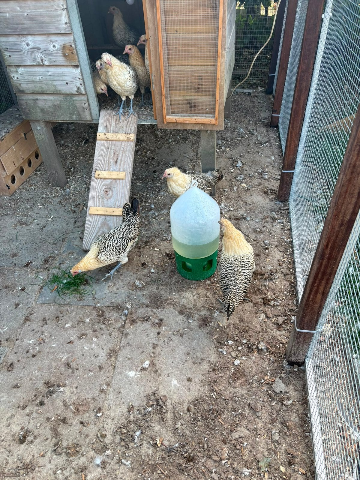 Te koop, Dieren en Toebehoren, Pluimvee, Vrouwelijk, Kip
