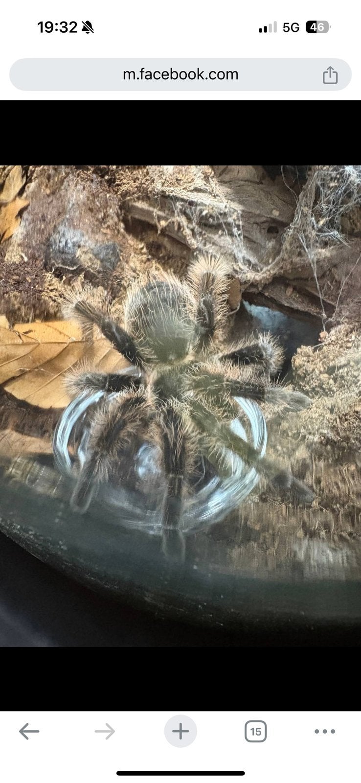 Tliltocatl albopilosus, Ophalen