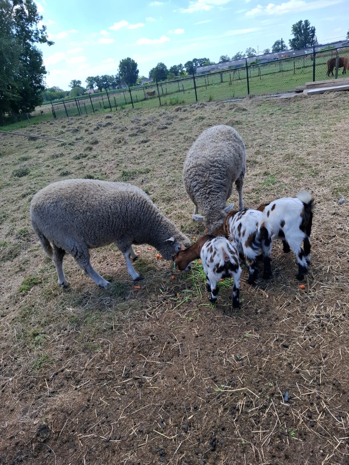 Merino schapen 2 ooien van 8april 2023, Vrouwelijk, Schaap, 0 tot 2 jaar