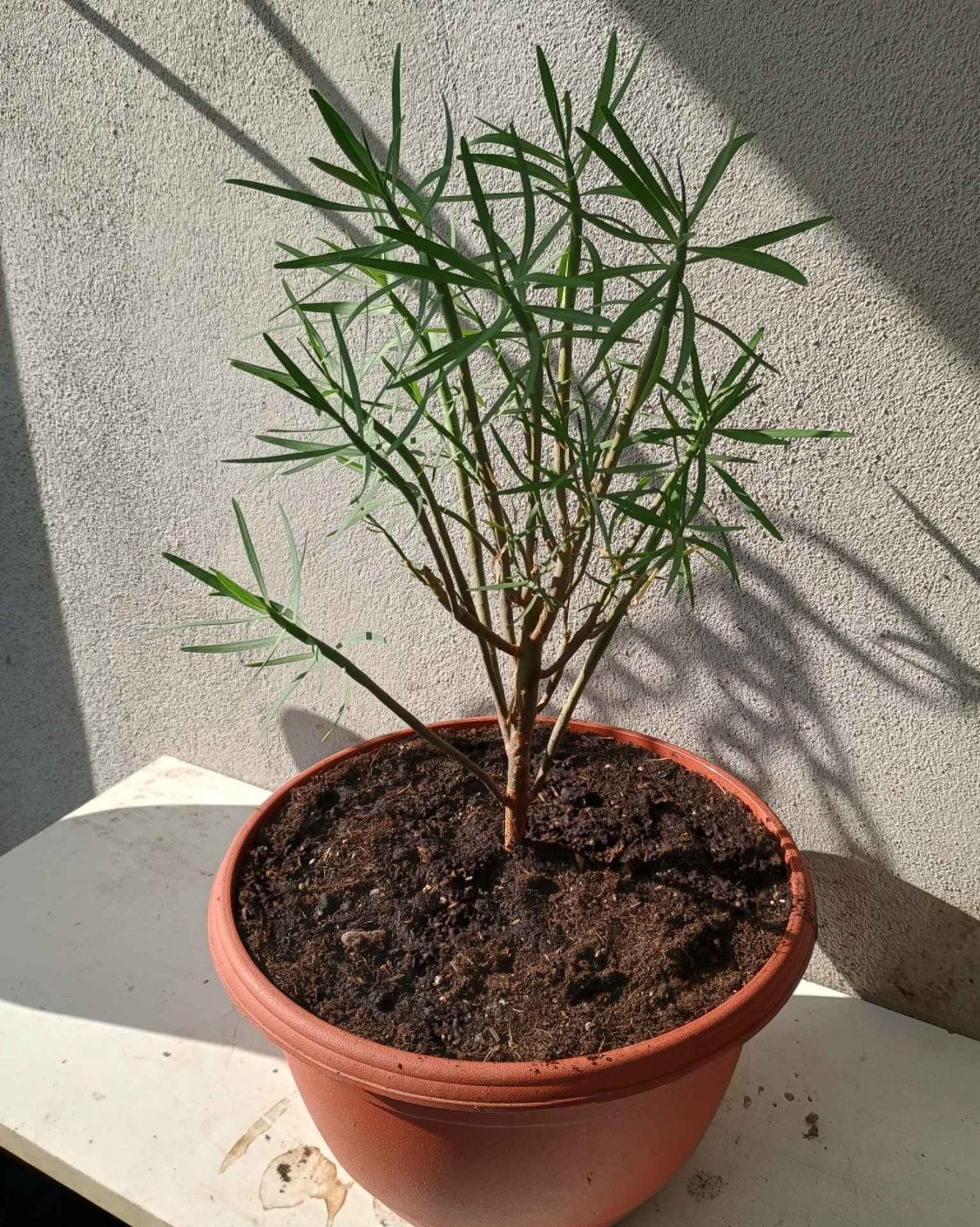 Te koop Euphorbia Regis - jubae is dus niet winterhard, Tuin en Terras, Planten | Tuinplanten, Ophalen, Overige soorten, Volle zon