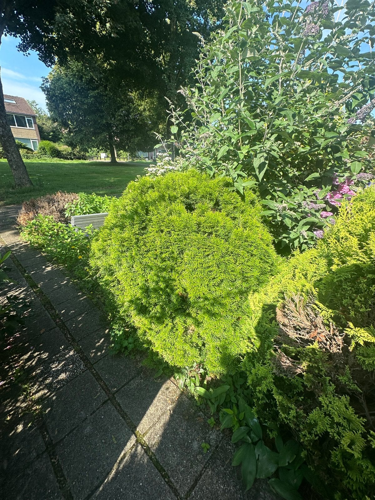 Thuja occidentalis - Westerse Levensboom, Volle zon, Vaste plant, Bloeit niet, Ophalen