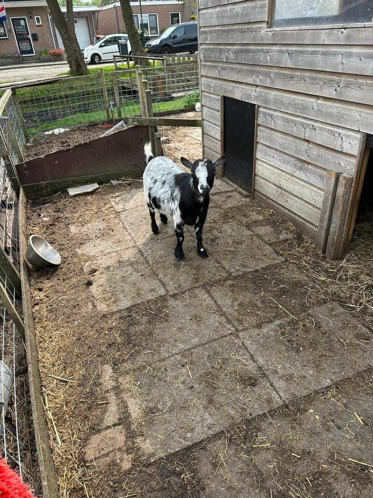 Dwerg geit te koop, Dieren en Toebehoren, Vrouwelijk, Geit