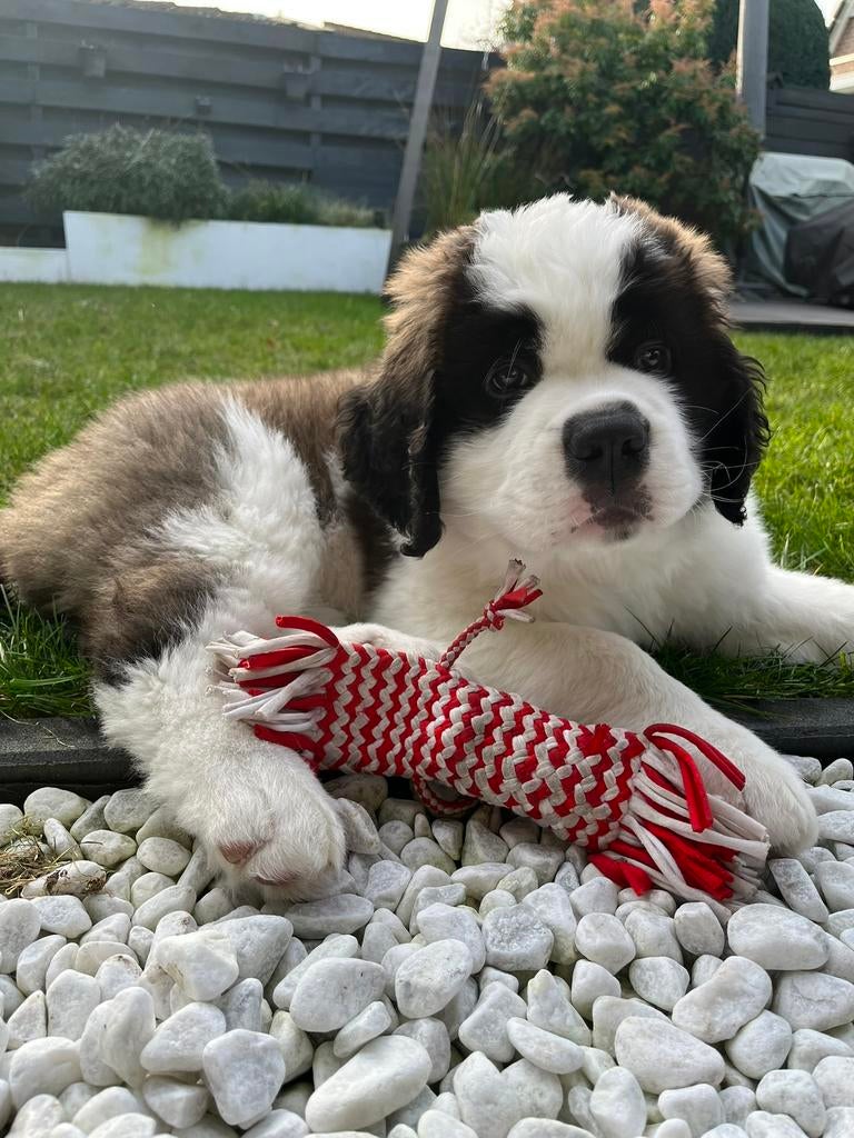 Sint Bernard pups langhaar stamboom, Overige rassen, 8 tot 15 weken, Parvo, Meerdere