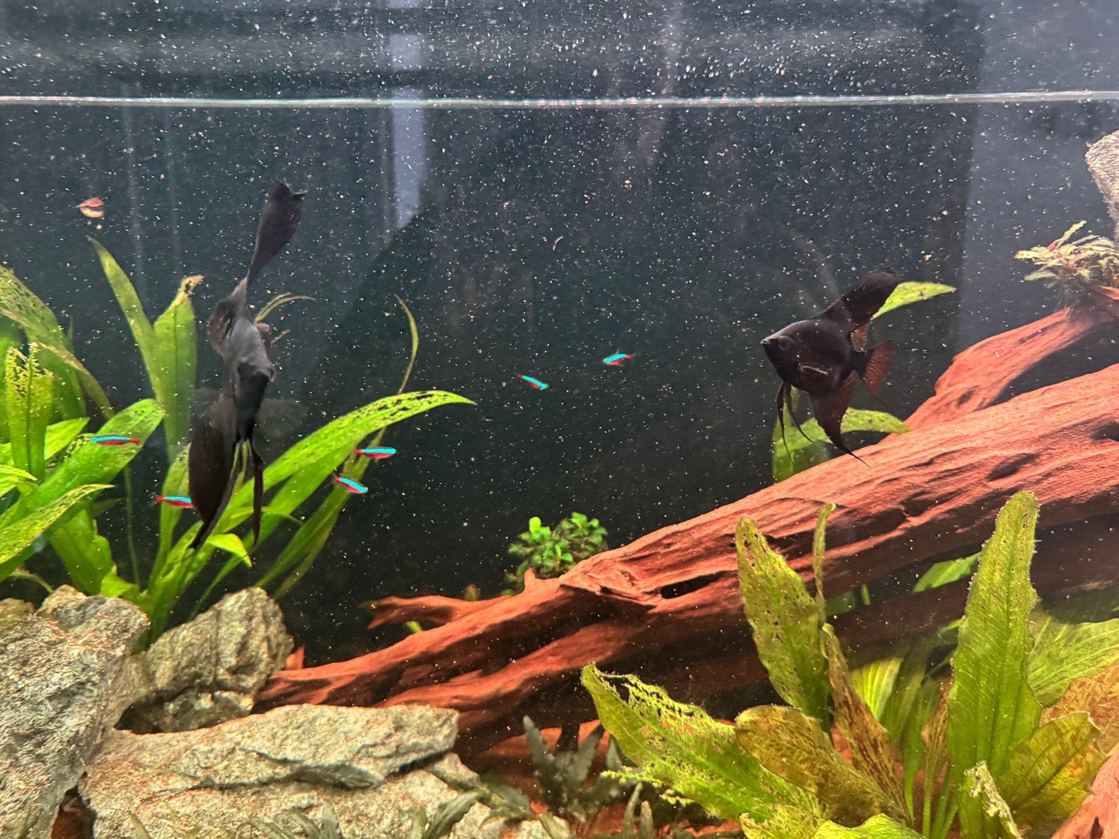 Maanvissen, neon tetra, keizer tetra, beta’s, Dieren en Toebehoren, Vissen | Aquariumvissen, Vis