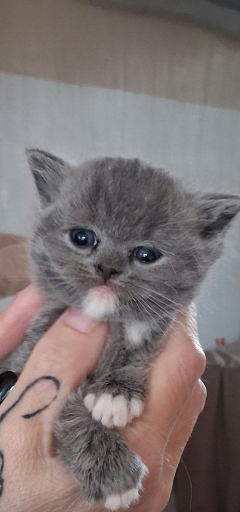 Prachtig Raszuiver Brits korthaar langhaar/korthaar kittens, Meerdere dieren, 0 tot 2 jaar