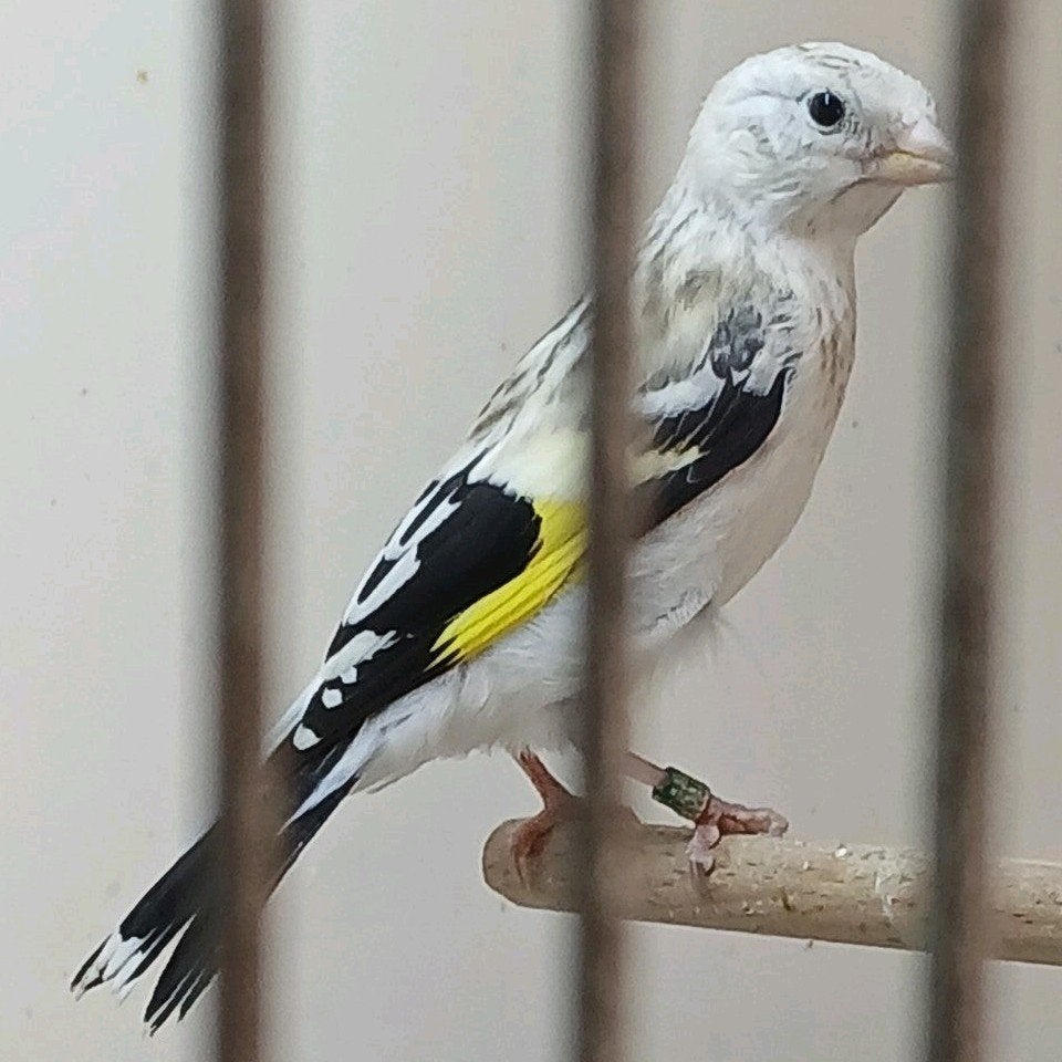 Majoor putter Man 2026, Mannelijk, Wildzangvogel, Geringd