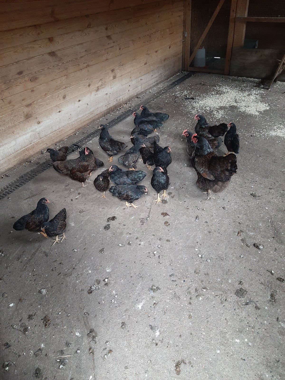 Barnevelder krielkippen, Vrouwelijk, Kip